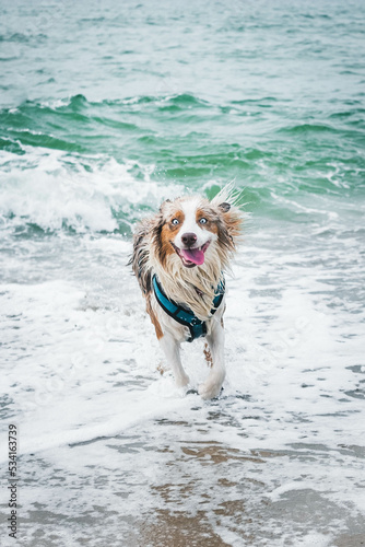 Obraz na płótnie Australian Shepherd w salonie