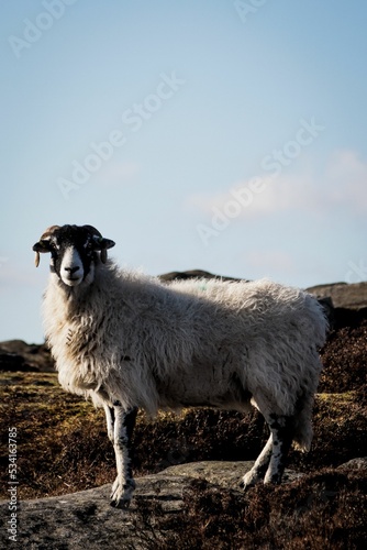 Black-headed white Lonk sheep in a hill against a cloudless sky photo