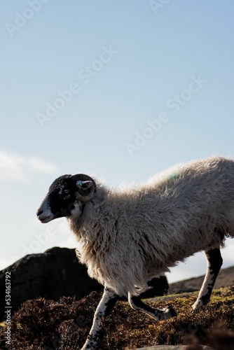 Black-headed white Lonk sheep in a hill against a cloudless sky photo