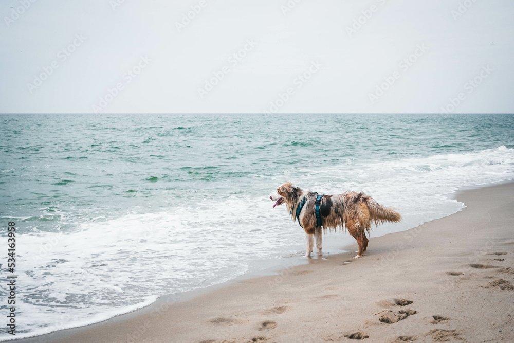Australian Shepherd