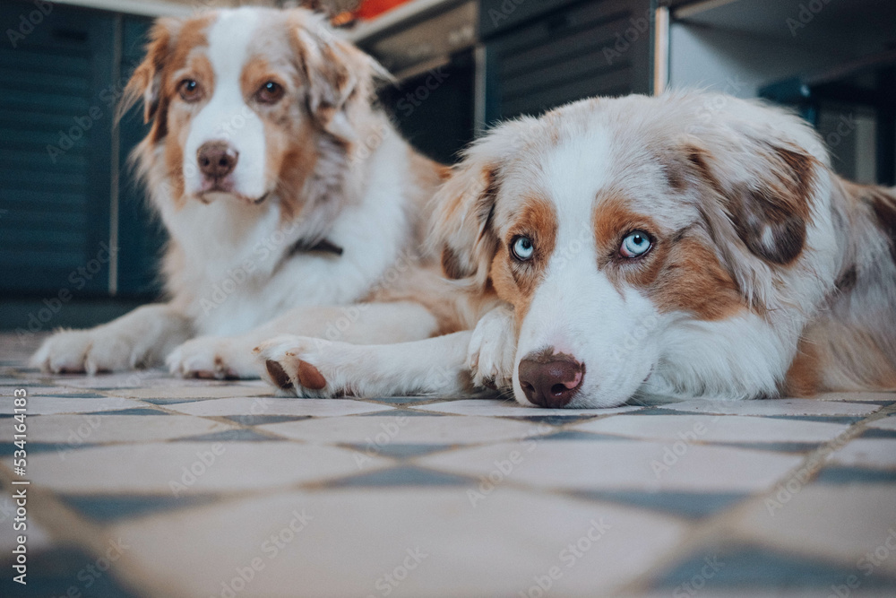 Australian Shepherd