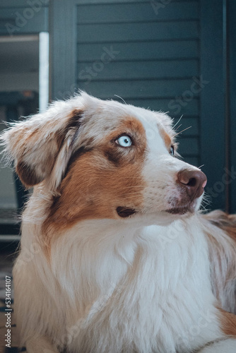 Australian Shepherd