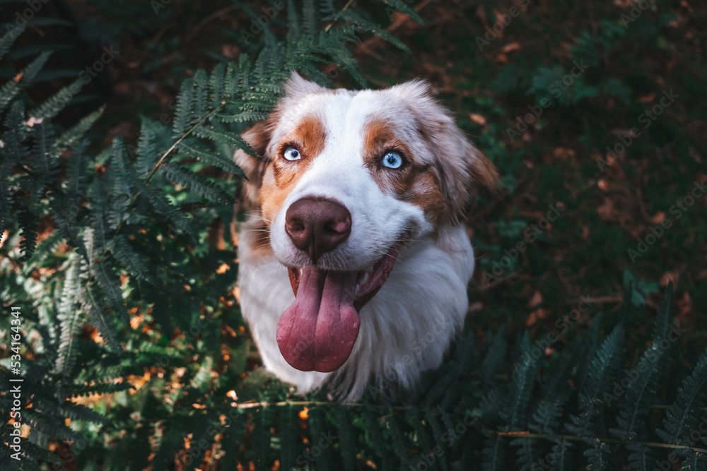 Australian Shepherd