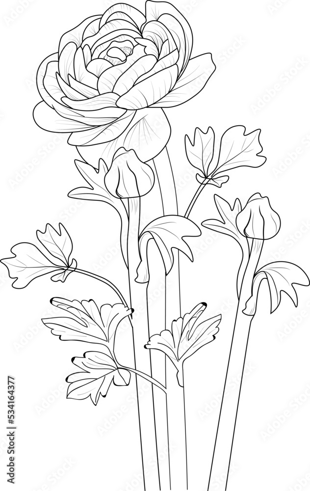Obraz premium isolate botanical branch of leaves collection bouquets of ranunculus flower coloring page vector sketch engraved ink art
