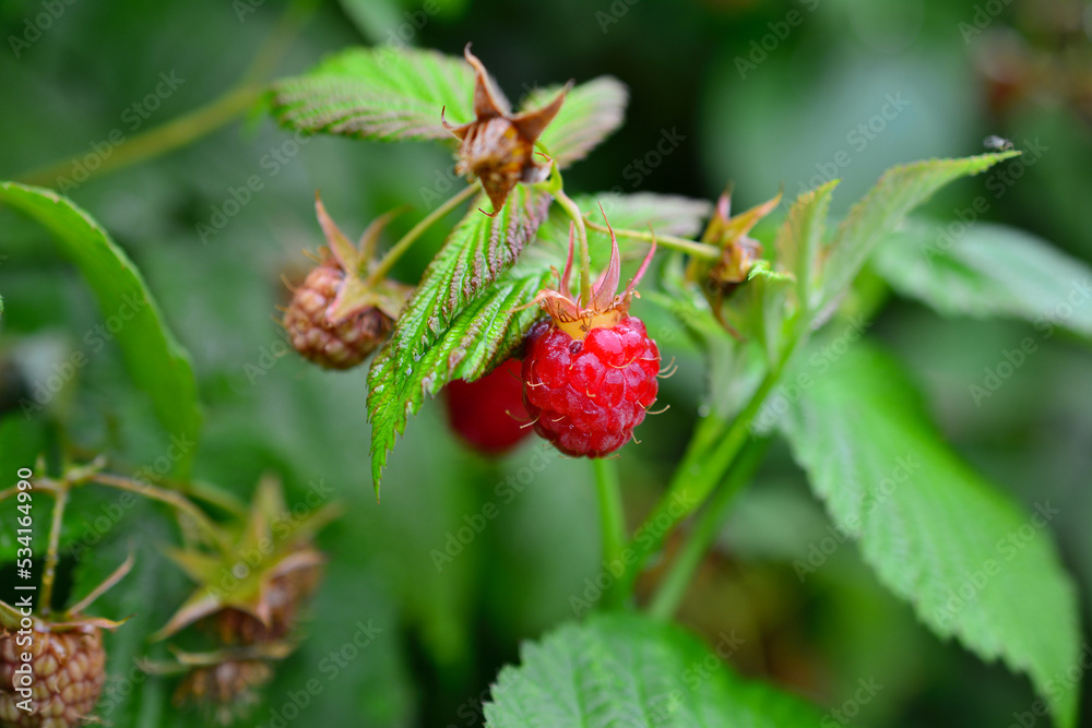 garden raspberries on green bush isolated, close-up garden raspberries on green bush isolated, close-up