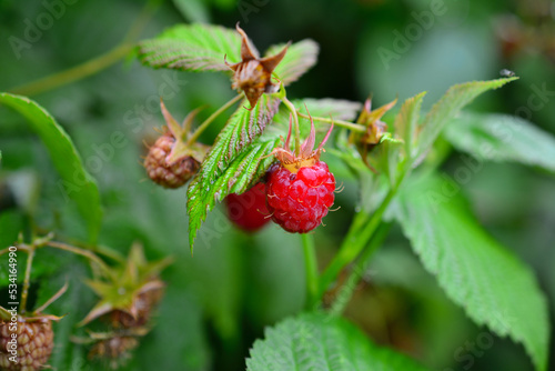 garden raspberries on green bush isolated, close-up