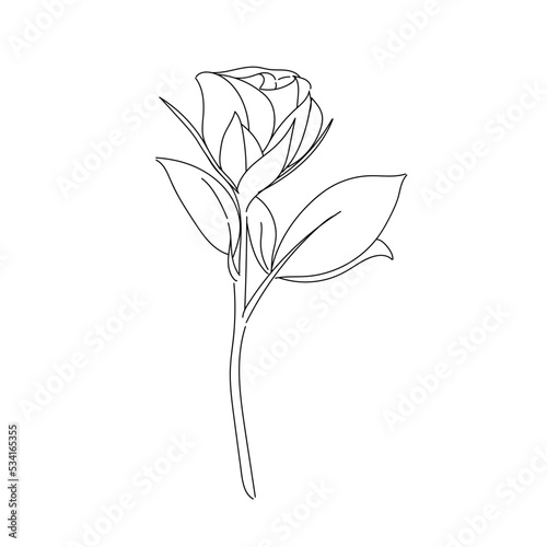 rose flower line art vector illustration  one flower stalk