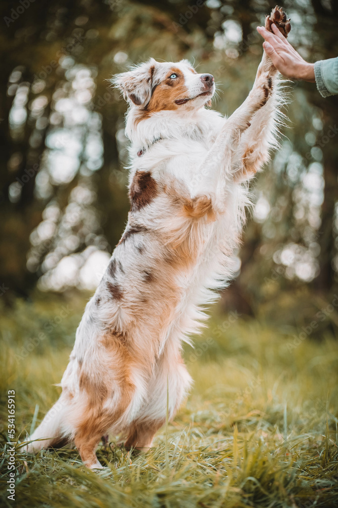 Australian Shepherd