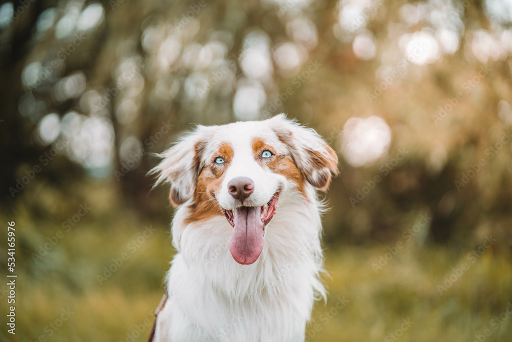 Red Merle Australian Shepherd im Herbst