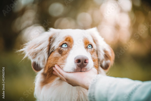 Obraz na płótnie Red Merle Australian Shepherd im Herbst w salonie