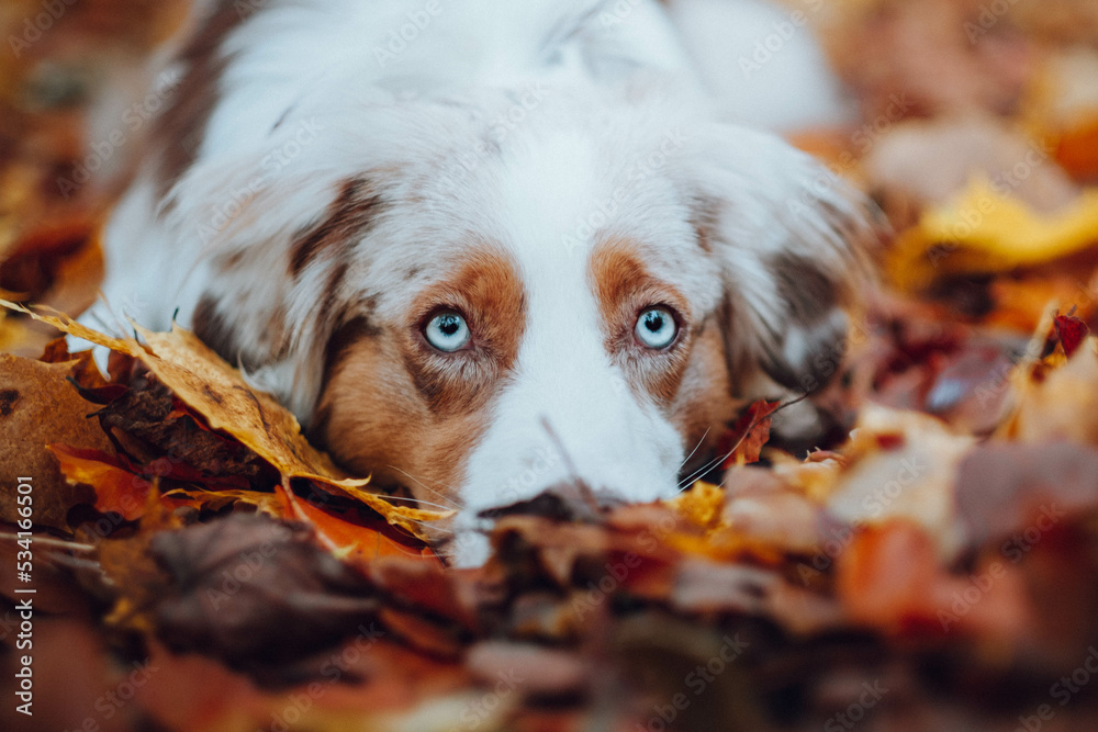 Red Merle Australian Shepherd im Herbst