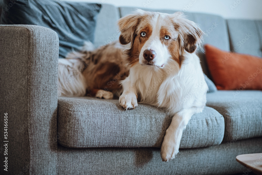 Red Merle Australian Shepherd im Herbst