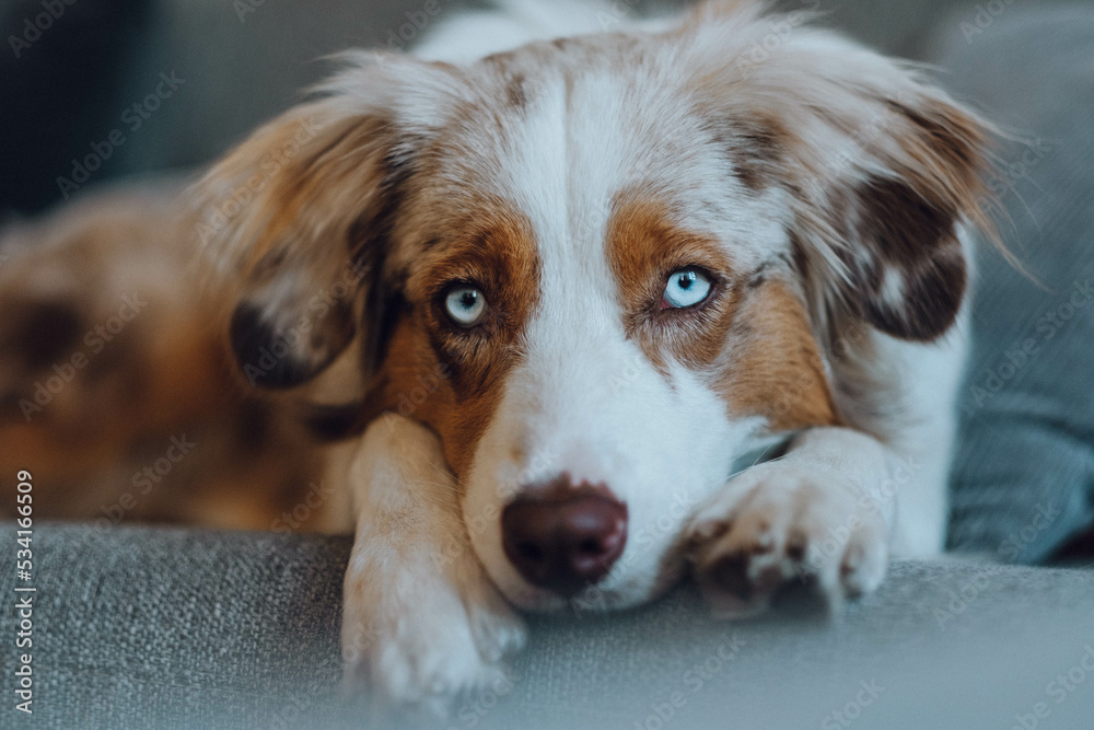 Red Merle Australian Shepherd im Herbst