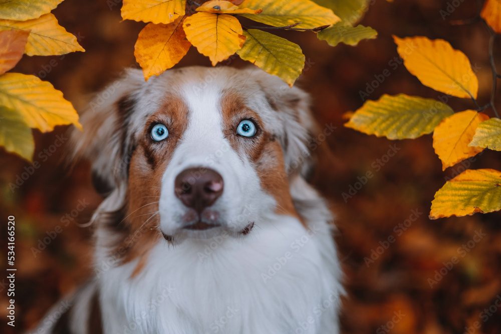 Red Merle Australian Shepherd im Herbst
