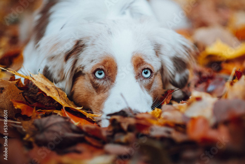 Obraz na płótnie Red Merle Australian Shepherd im Herbst w salonie