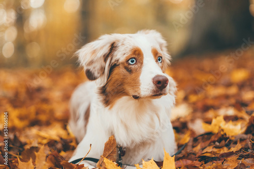 Red Merle Australian Shepherd im Herbst