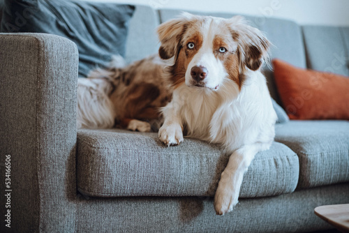 Obraz na płótnie Red Merle Australian Shepherd im Herbst w salonie