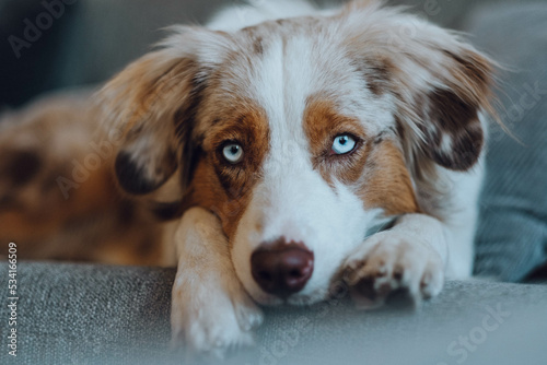 Obraz na płótnie Red Merle Australian Shepherd im Herbst w salonie
