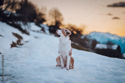 Obraz na płótnie Red Merle Australian Shepherd im Schnee w salonie