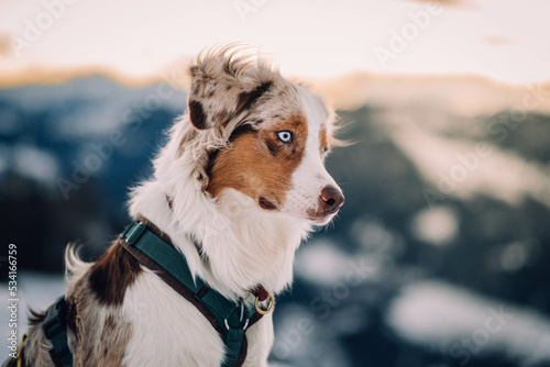 Red Merle Australian Shepherd im Schnee