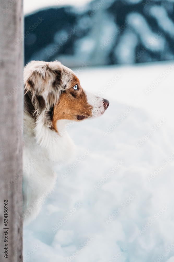 Red Merle Australian Shepherd im Schnee