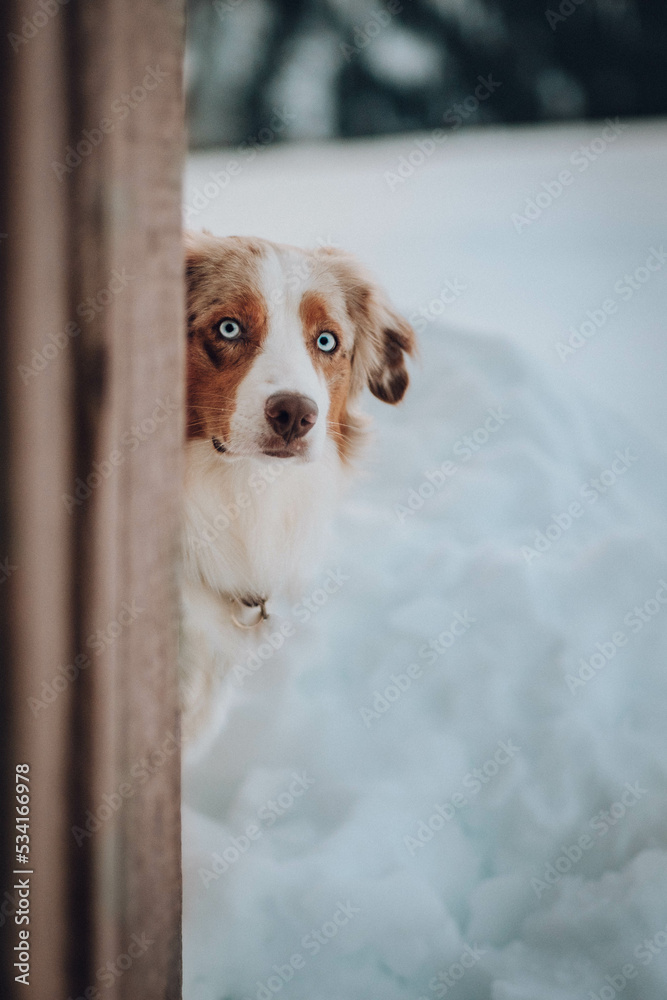 Red Merle Australian Shepherd im Schnee