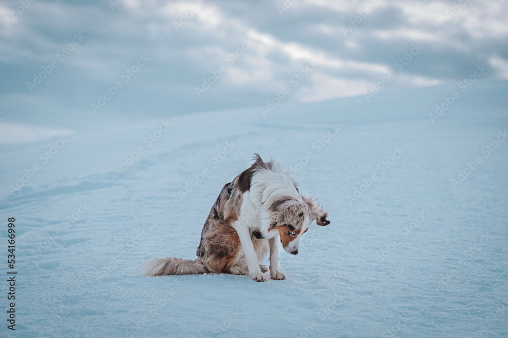 Red Merle Australian Shepherd im Schnee