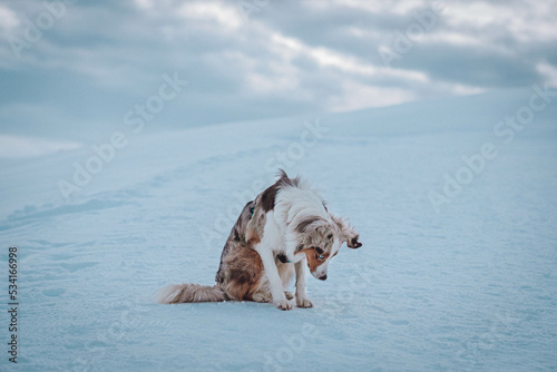 Obraz na płótnie Red Merle Australian Shepherd im Schnee w salonie