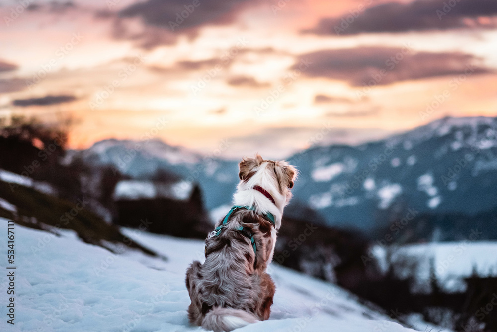 Red Merle Australian Shepherd im Schnee