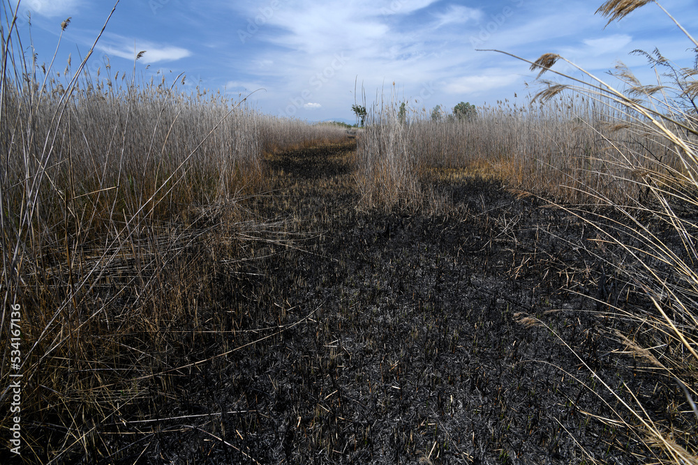 Fototapeta premium burnt reed area // verbrannte Schilfzone (Phragmites australis)