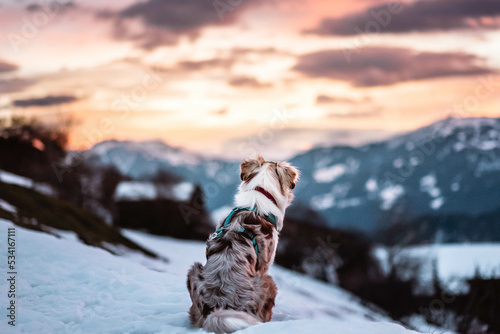Obraz na płótnie Red Merle Australian Shepherd im Schnee w salonie