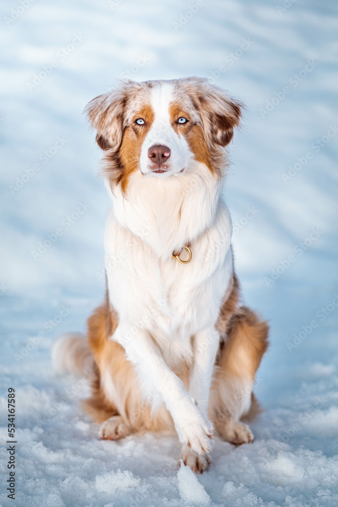 Red Merle Australian Shepherd im Schnee