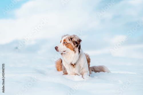 Red Merle Australian Shepherd im Schnee