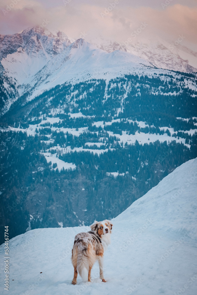 Red Merle Australian Shepherd im Schnee