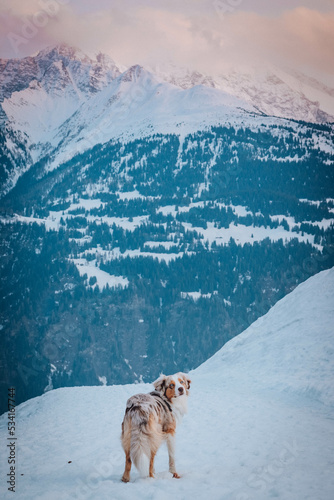 Obraz na płótnie Red Merle Australian Shepherd im Schnee w salonie