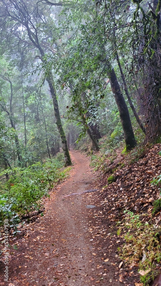 path in the forest path in the forest