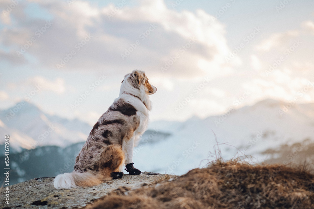 Red Merle Australian Shepherd im Schnee
