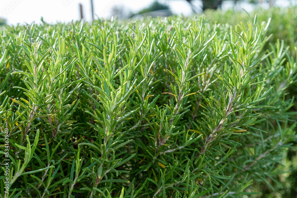 Obraz premium green rosemary plants