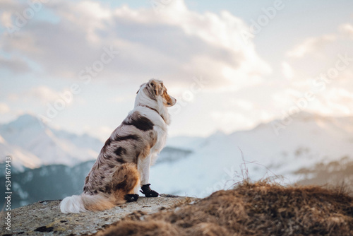 Obraz na płótnie Red Merle Australian Shepherd im Schnee w salonie