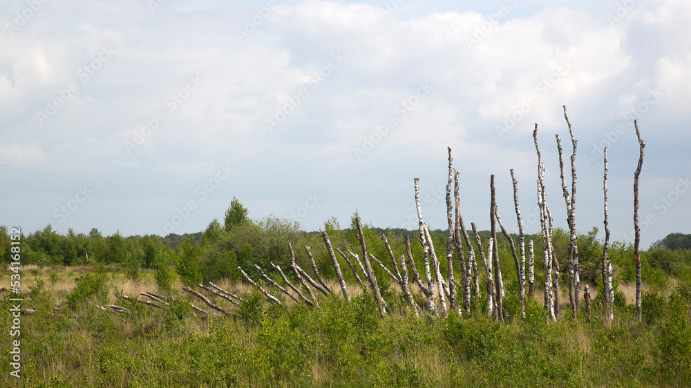 Land art with trunks of Silver birch  in Dutch National Park De Groote Peel, Nederweert, Limburg, Netherlands