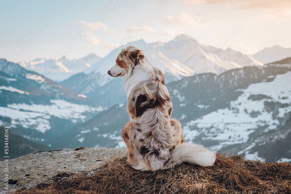 Red Merle Australian Shepherd im Schnee