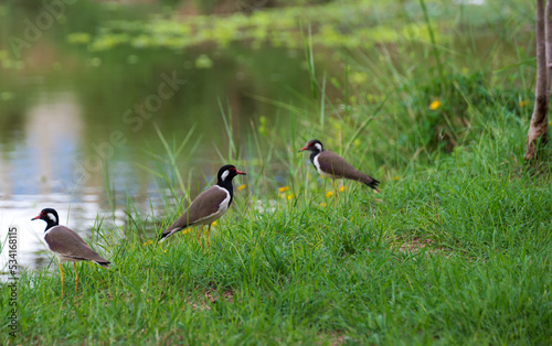Red-wattled Lapwing (Vanellus Indicus). photo