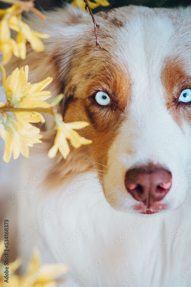 Red Merle Australian Shepherd