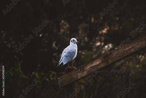 Bird resting in wooden fence