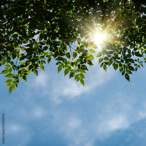 Green leaves with sun   blue sky with cloud