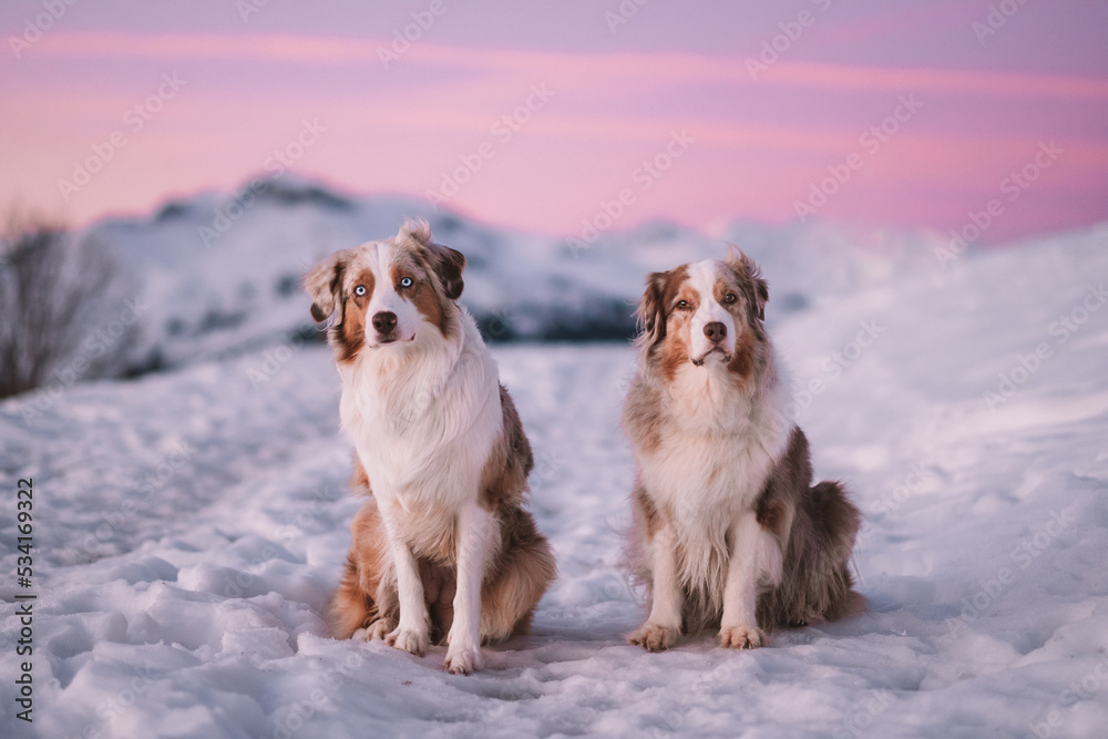 Red Merle Australian Shepherd im Schnee