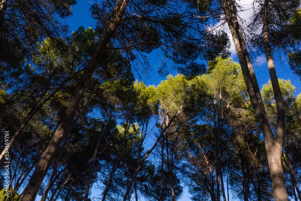 Obraz premium Árboles en el parque