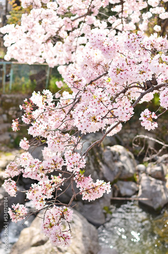 桜