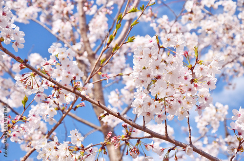 桜