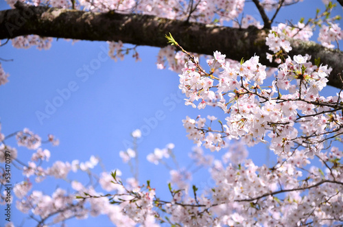 桜